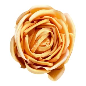 Róża Angielska Wyrobowa 8 cm  jesienny żółty - 12 szt.