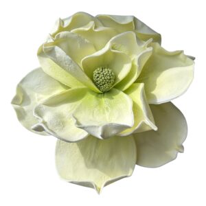Magnolia piankowa grandiflora wys. 30 (kwiat 30 cm) Zielona - 1 szt.
