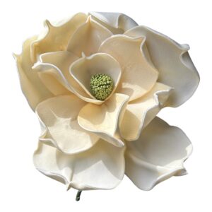 Magnolia piankowa grandiflora wys. 30 (kwiat 30 cm) Ecru - 1 szt.