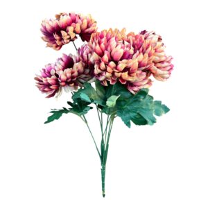 Bukiet Chryzantema  brzoskwiniowo - fuksjowa wys. 55 cm, 7 łodyg (7 kwiatów 14x5 cm) - 1 szt.