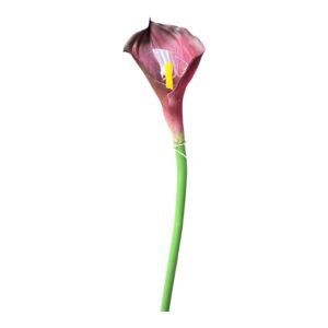 Kalia silikonowa 70 cm – ciemny fiolet  – 1 szt.
