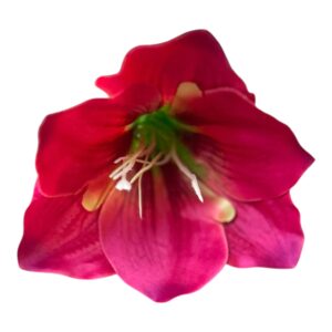 Amarylis – główka kwiatowa Ø 15 cm, fuksjowy róż (24 szt.)