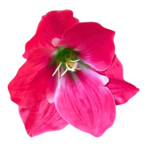 Amarylis – główka kwiatowa Ø 15 cm, różowy (24 szt.)