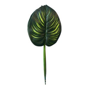 Liść Filodendron gumowany 64 cm (liść 20x23 cm) – 12 szt.