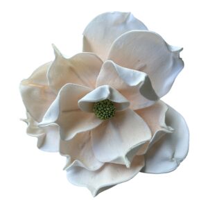 Magnolia piankowa grandiflora wys. 30 (kwiat 30 cm) brzoskwiniowa - 1 szt.