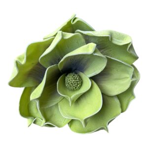 Magnolia piankowa grandiflora wys. 30 (kwiat 30 cm) zielona z ciemniejszym środkiem - 1 szt.