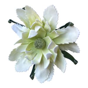Magnolia piankowa GWIAŹDZISTA wys. 30 cm (kwiat 35 cm) jasnozielona - 1 szt.