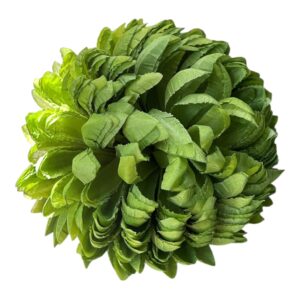 Chryzantema Ananas Premium  soczysty zielony 14 cm - 6 szt.