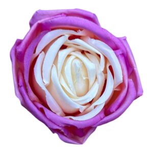 Róża Angielska Wyrobowa 8 cm krem z różem- 12 szt.