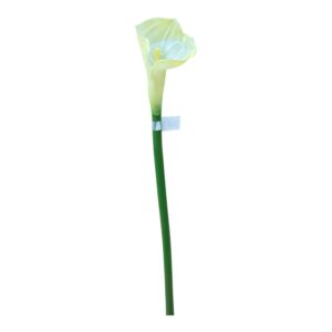 Kalia silikonowa 70 cm – kremowa – 1 szt.