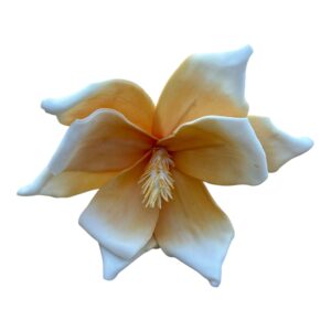 Magnolia piankowa S 17 cm biało- żółta 1 szt.