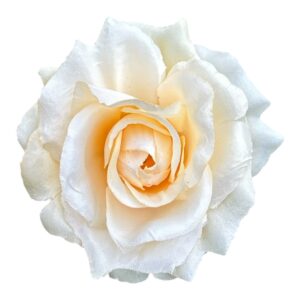 Róża wyrobowa NS – ciepły waniliowy – 10 cm – 1 szt.