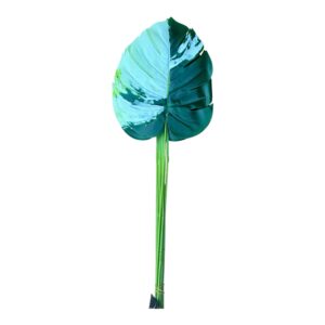 Monstera gumowana liść  - 12 szt.