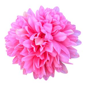 Chryzantema wyrobowa główka 13 cm różowa- 12 szt.