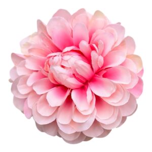 Cynia Wyrobowa VIP 10 cm  cieniowany róż - 12 szt.