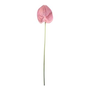 Anturium piankowe  VIP 64 cm pudrowy róż - 1 szt