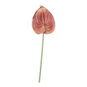 Anturium piankowe  VIP 64 cm jesienny jasny brąz - 1 szt