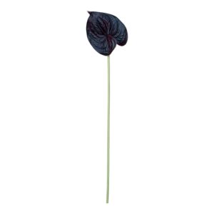 Anturium piankowe  VIP 64 cm  burgundowa czerń- 1 szt