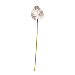 Anturium piankowe  VIP 64 cm białe- 1 szt