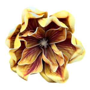 Magnolia Piankowa Royal Premium 20 cm złoty jesienny - 1 szt.