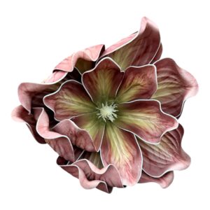 Magnolia Piankowa Royal Premium 20 cm brudny pudrowy róż - 1 szt.