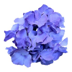 Hortnesja wyrobowa 17 cm - fioletowa 1 szt.