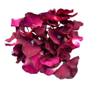 Hortnesja wyrobowa 17 cm - fuksja 1 szt.